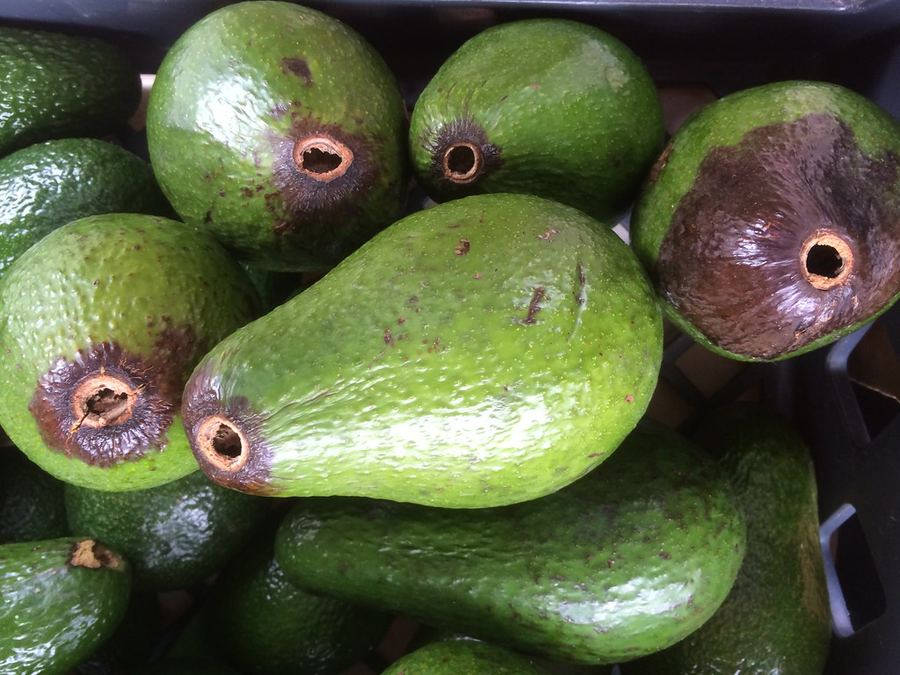 Hass Avocados