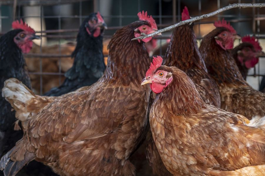 Kuroiler Chickens