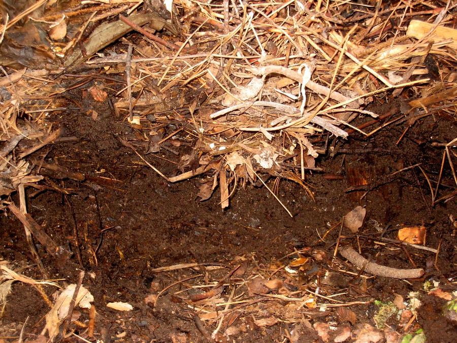 Organic Compost
