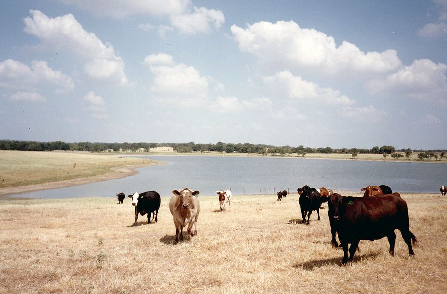 Ankole Cattle