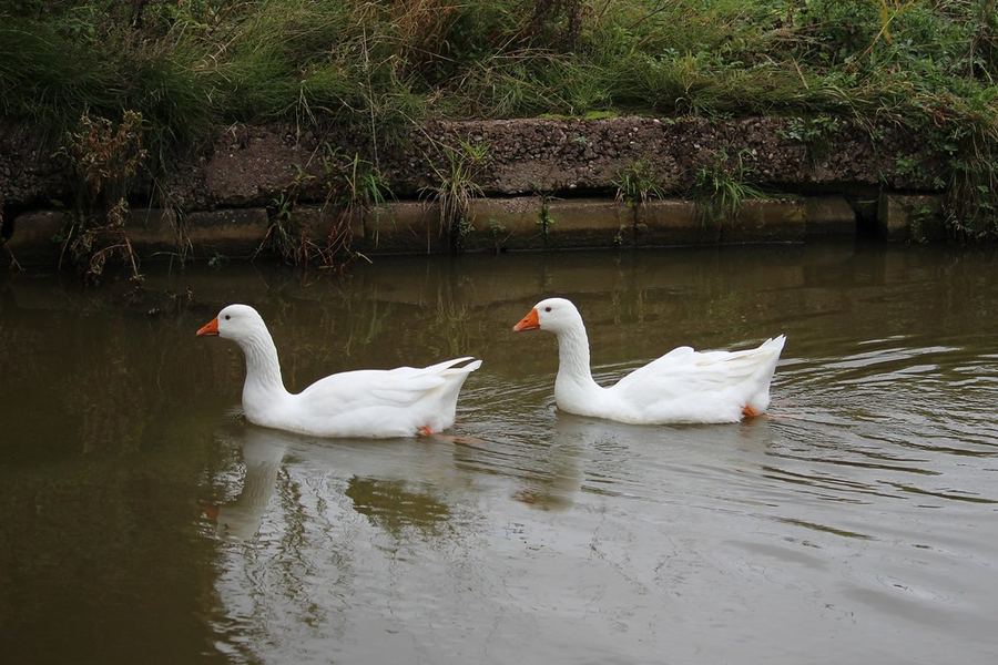 White Ducks