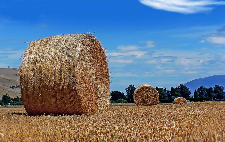 Hay Bales