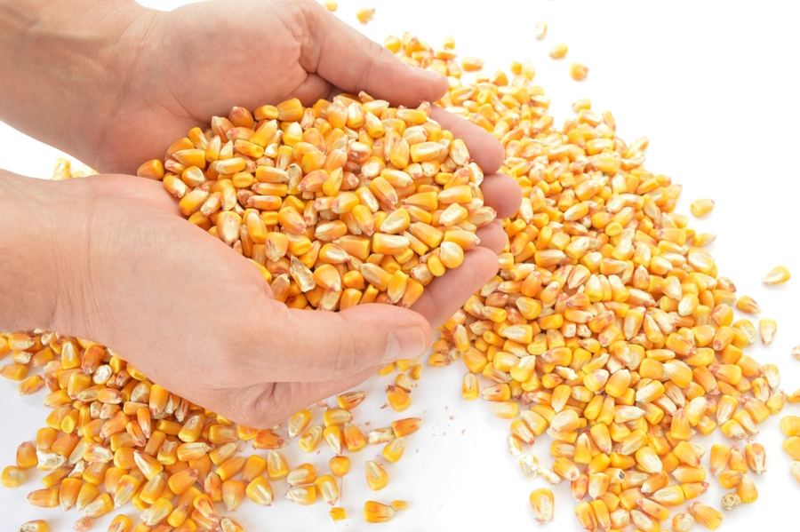 Yellow Maize Grains