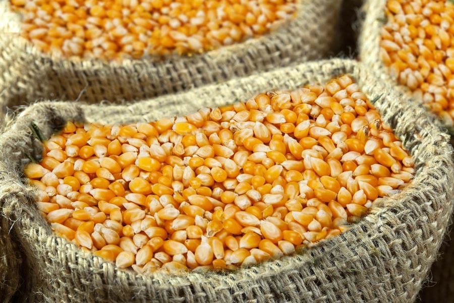 Hybrid Maize Seeds