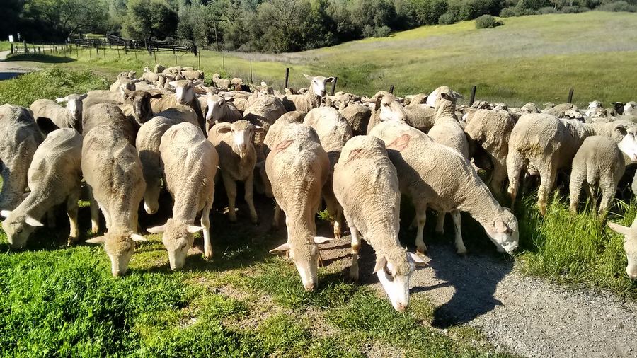 Sheep