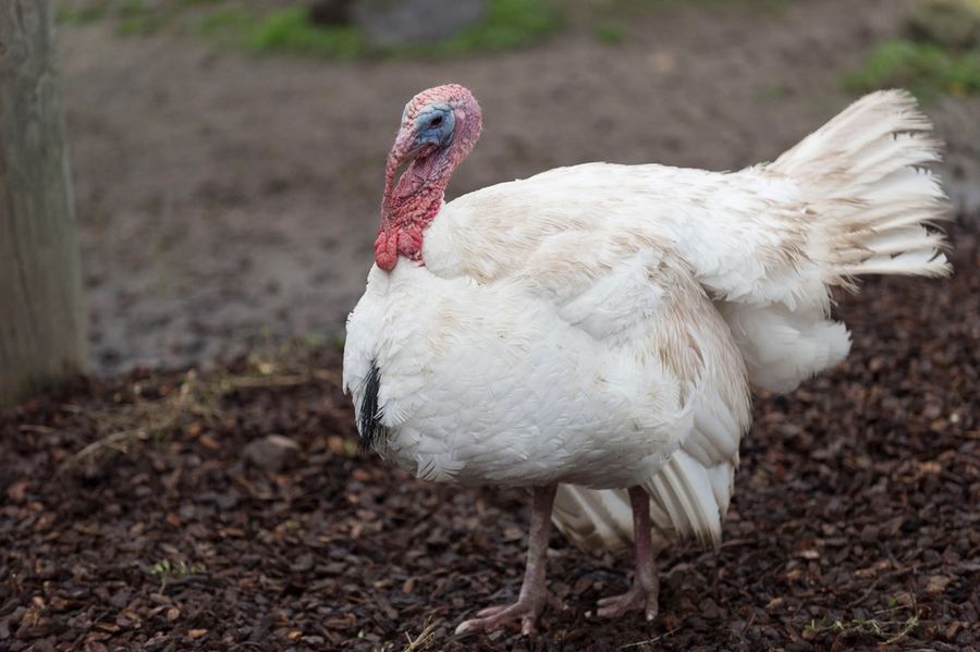 Turkeys