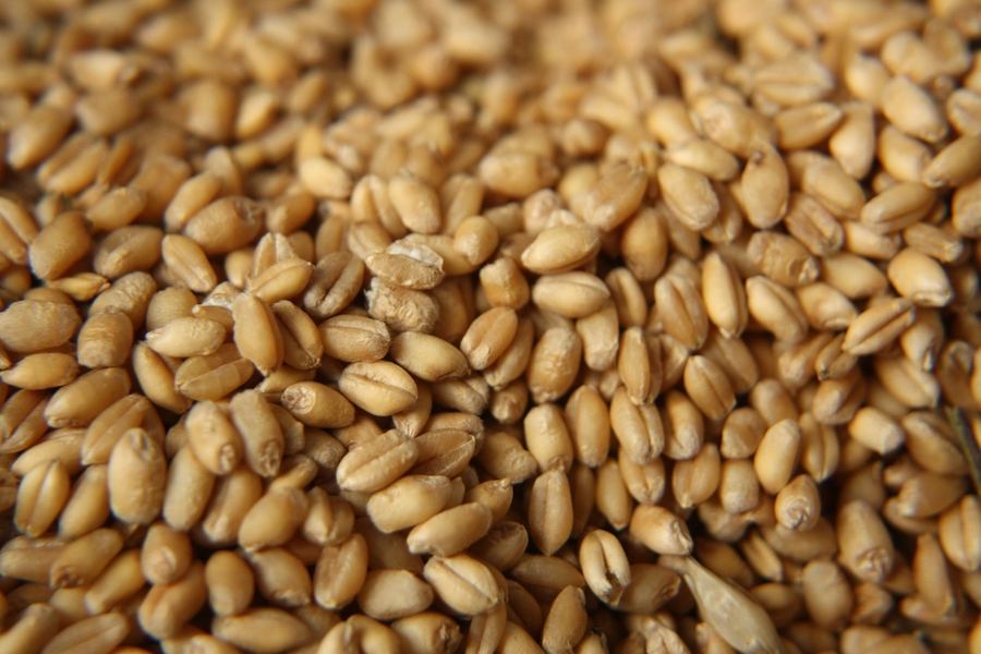 Wheat Grain