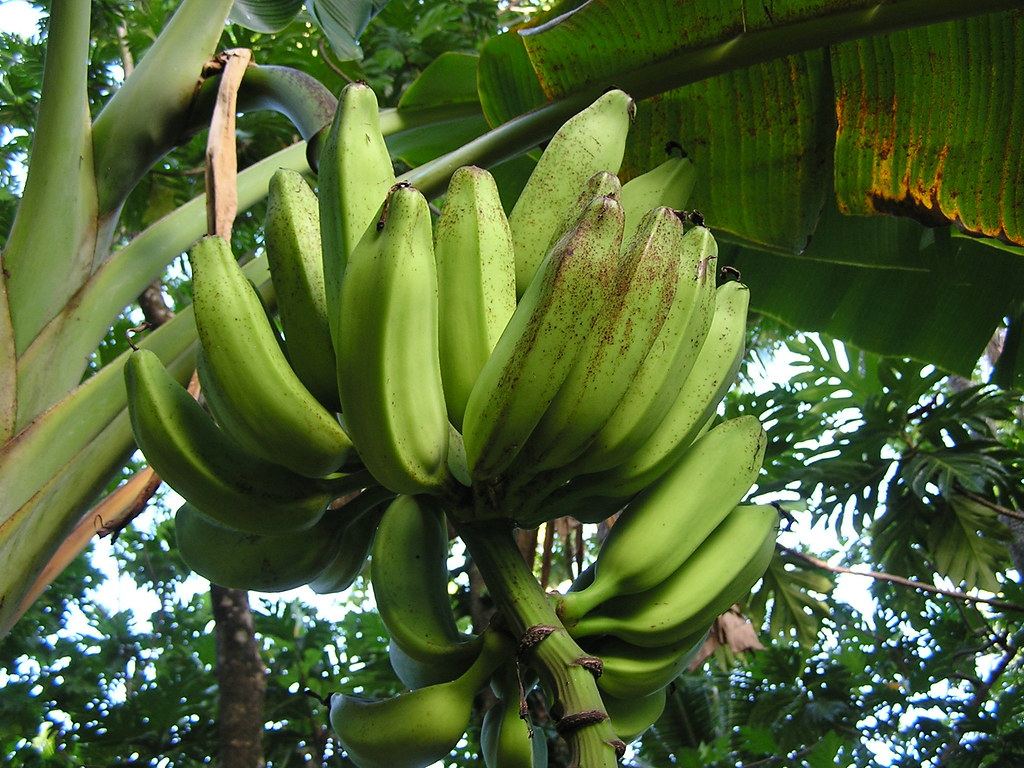 Cooking bananas from Huye