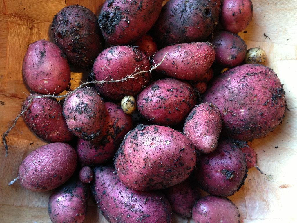 Kinigi Irish potatoes, straight from the farm