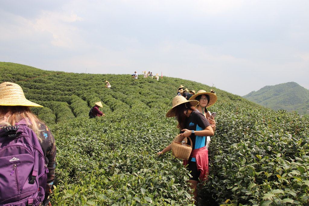 Fresh tea leaves for processors
